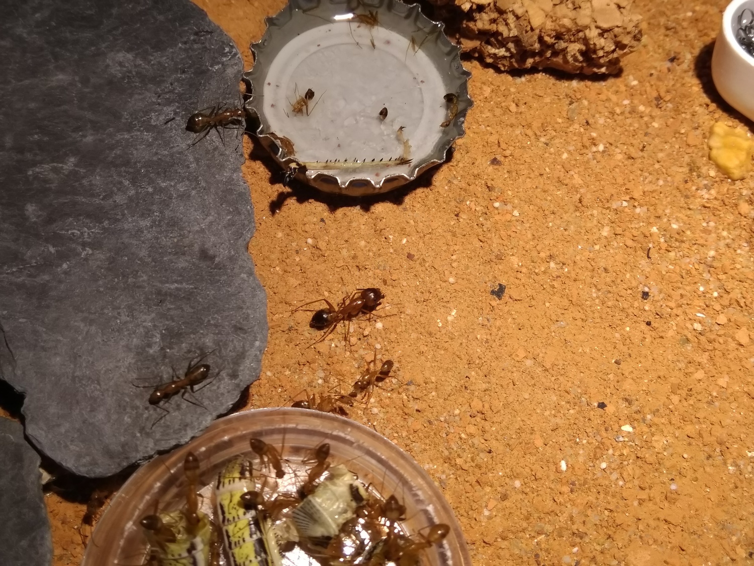 Camponotus cf. maculatus
