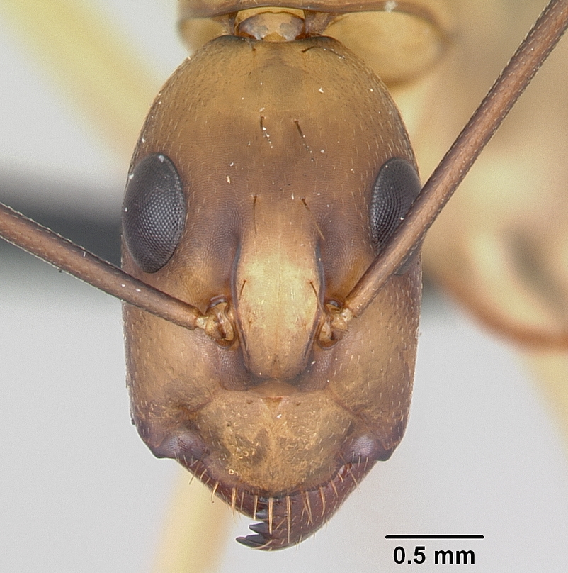 Camponotus maculatus Head View
