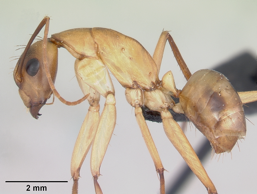 Camponotus maculatus Profile View