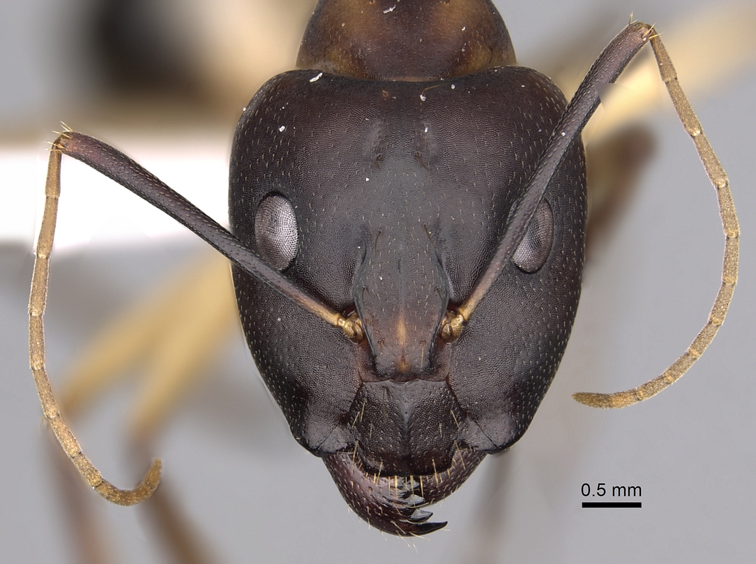 Camponotus maculatus Head View
