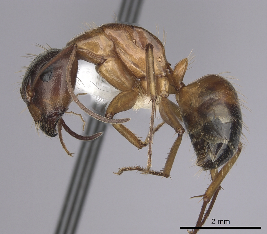 Camponotus sansabeanus Photo by Will Ericson