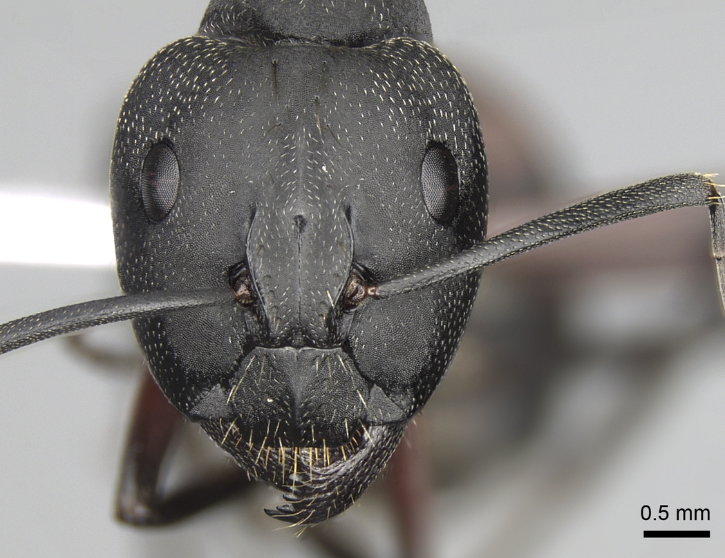 Camponotus cruentatus Photo by Shannon Hartman 