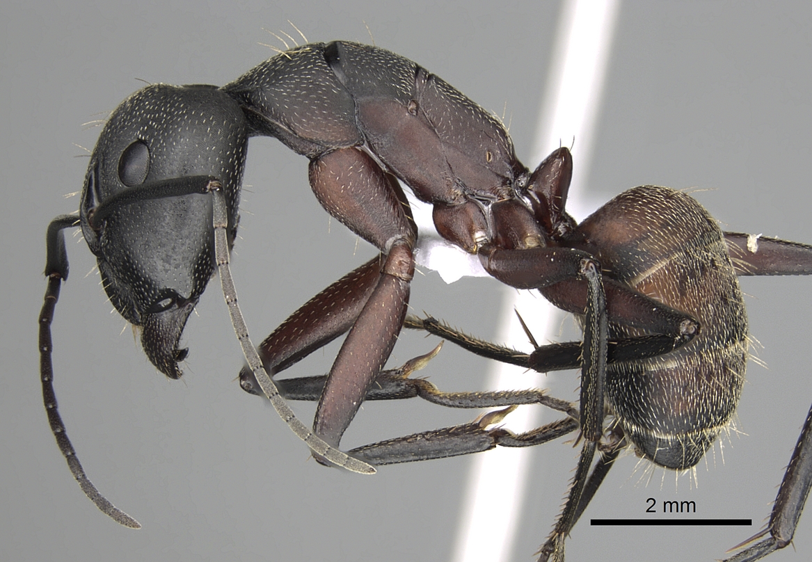 Camponotus cruentatus Photo by Shannon Hartman 