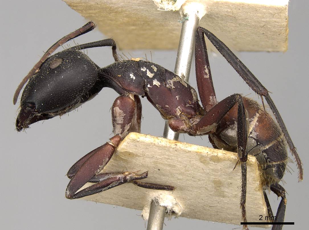 Camponotus cruentatus Photo by Zach Lieberman