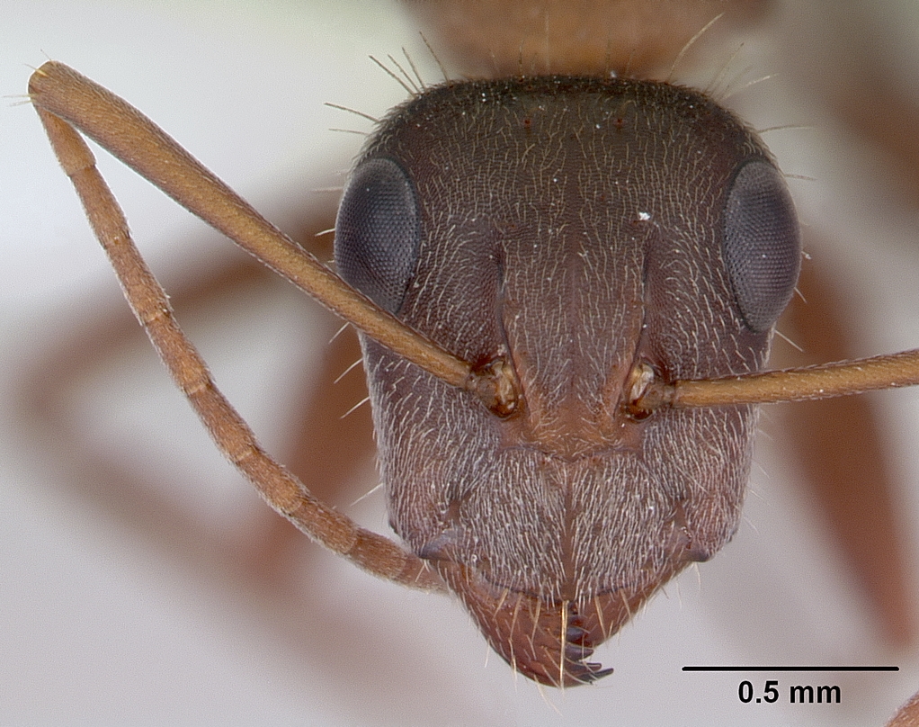 Camponotus rosariensis Photo by April Nobile
