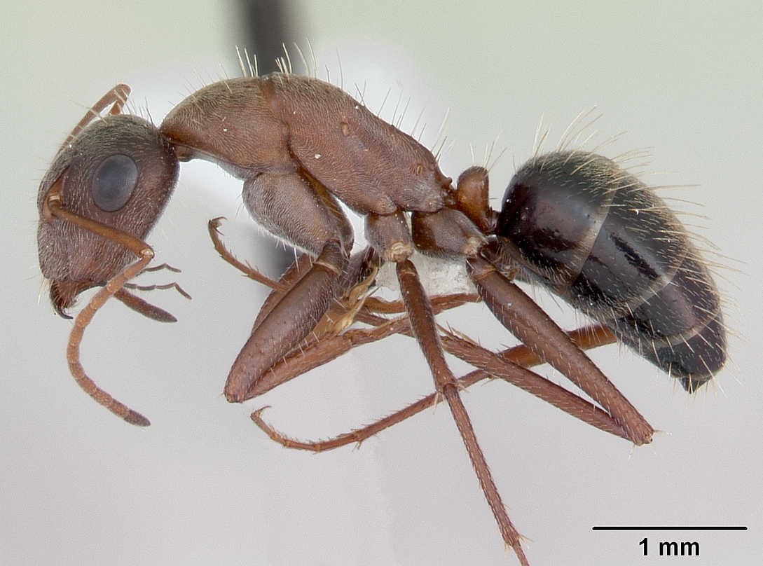 Camponotus rosariensis Photo by April Nobile